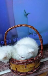 0c8b3afc-f0dc-48ed-9e11-5ea1cea83322