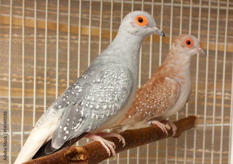 الحمامة الماسية