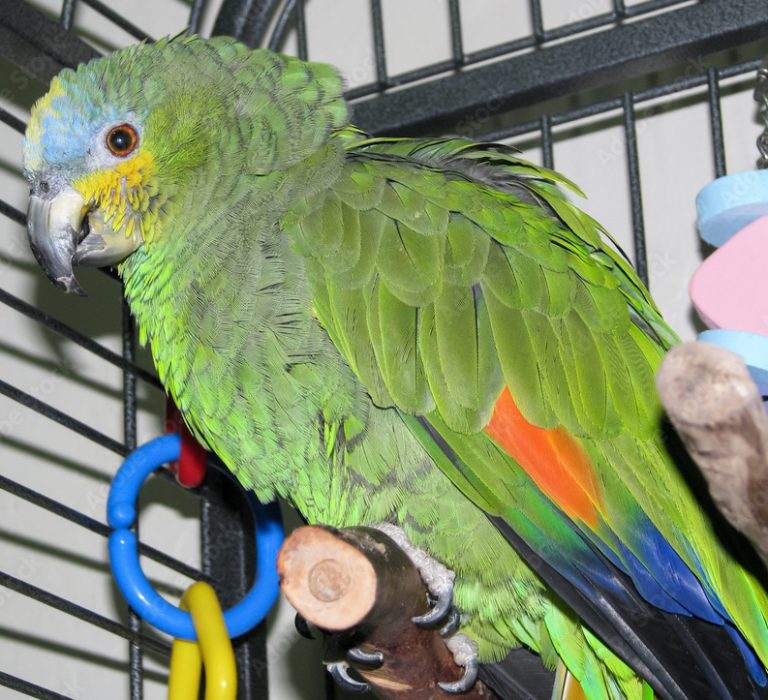 ببغاء الأمازون ذو الجناح البرتقالي