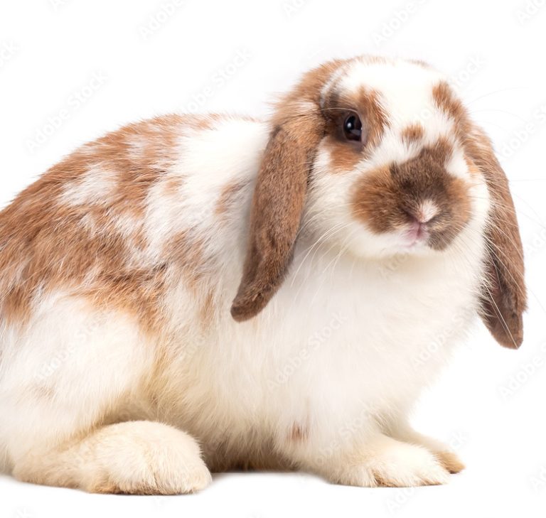 الأرنب هولاند لوب