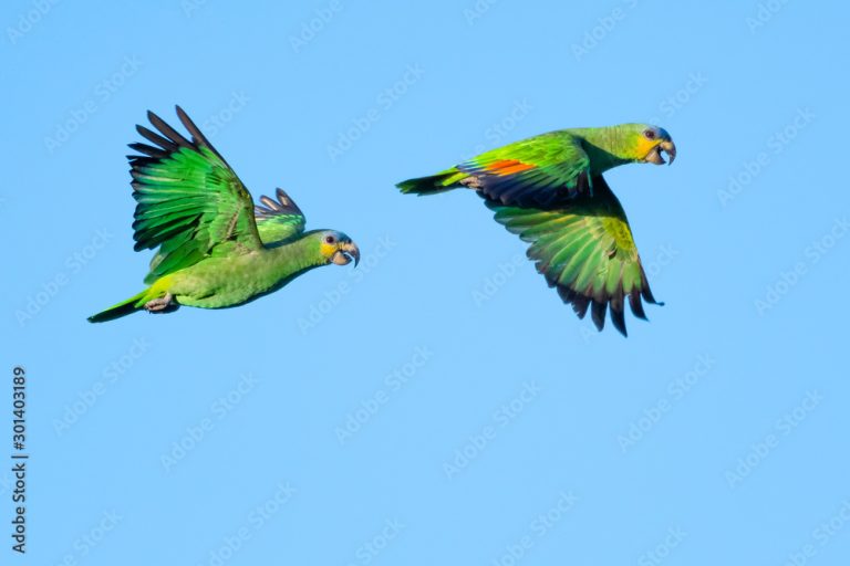 ببغاء الأمازون ذو الجناح البرتقالي