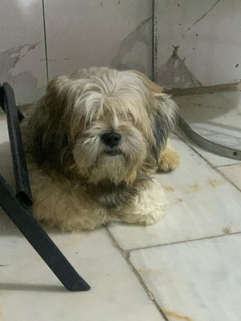 كلاب للتبني