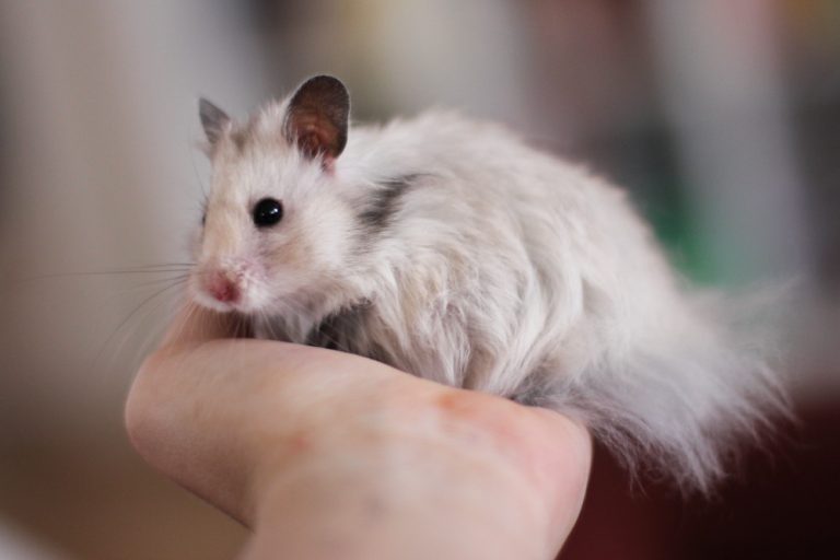 الهامستر السوري