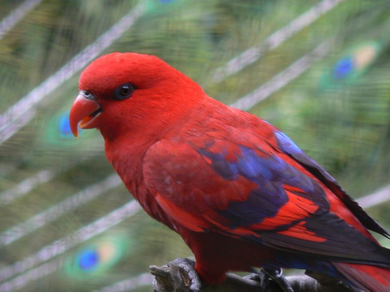ببغاء لوري الأحمر