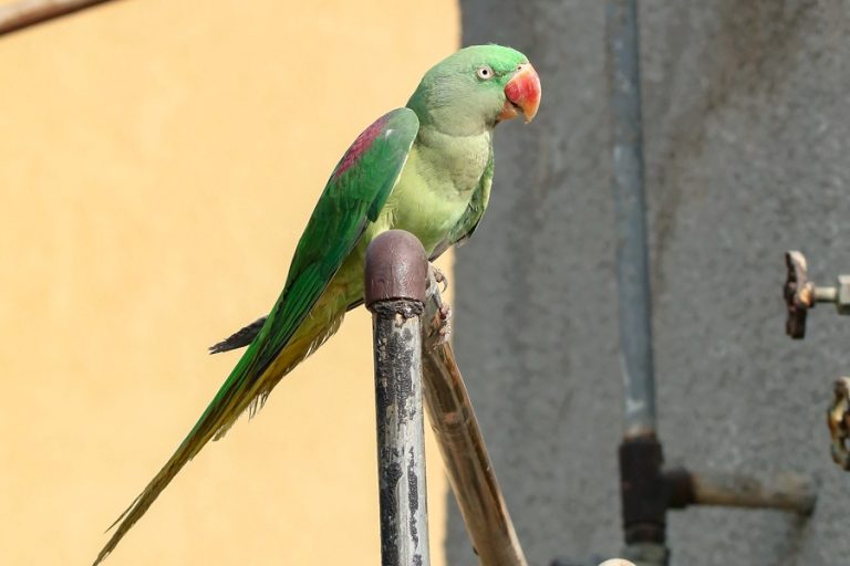 طائر الدرة الإسكندرانية