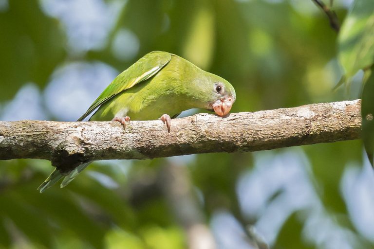 ببغاء ذو الجناح الأبيض