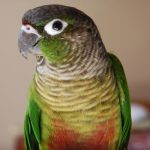 الببغاء أخضر الخد
