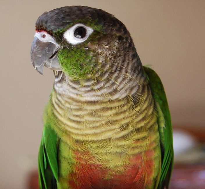 الببغاء أخضر الخد