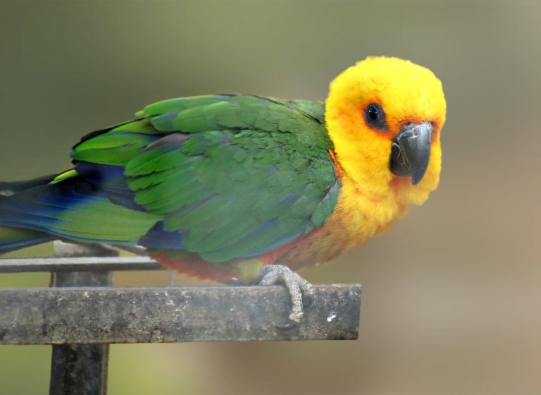 ببغاء جندايا كنور