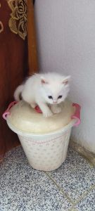 2c2e1c73-9d70-456b-bec7-6654971f3c0f