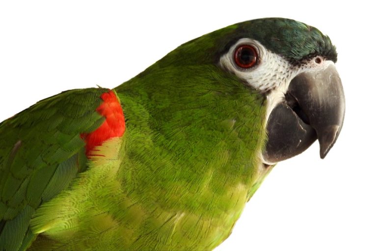 المكاو أحمر الكتف