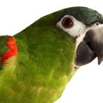 المكاو أحمر الكتف