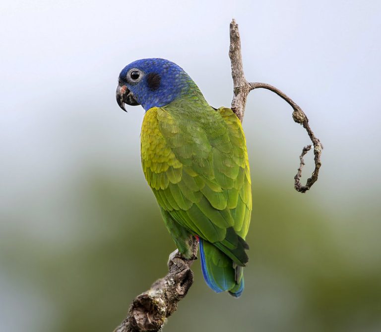 مسودة تلقائية