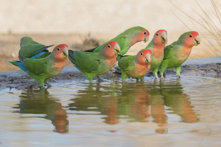طائر الحب ذو الوجه الوردي