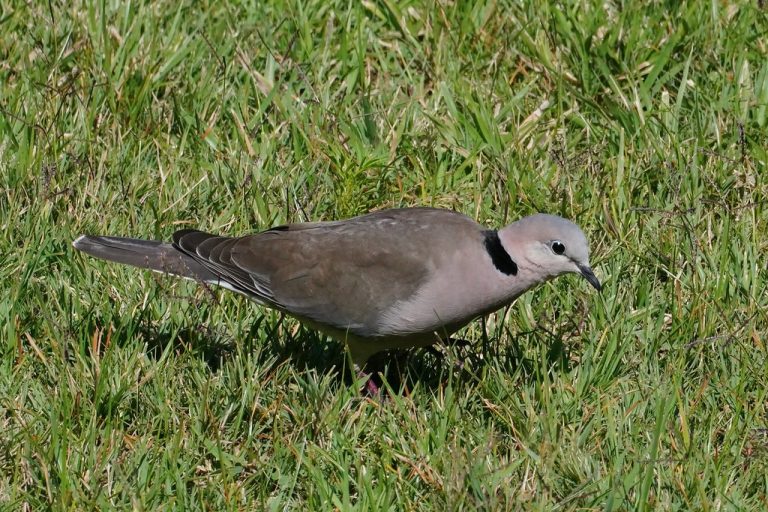 اليمام المطوَّق