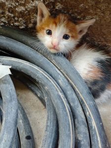 56606cc9-a070-4164-b2ab-f329587b4328