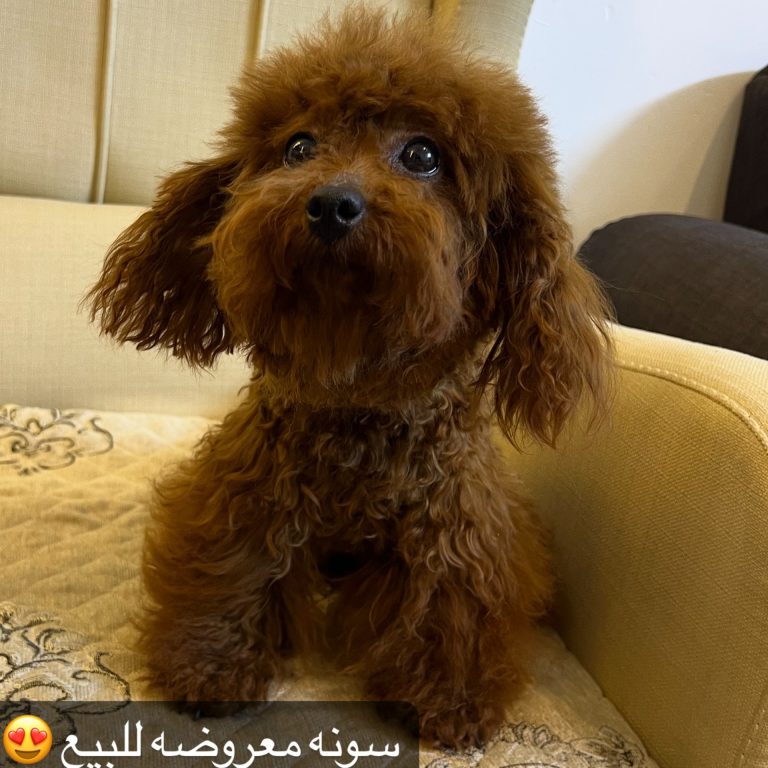 7f7e57d1-2bd1-4cdf-9d6c-e8fd05e51416