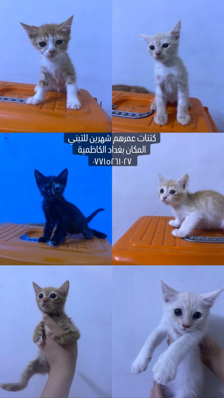 8fd20aa4-50c8-4296-9116-e97b1e23352a