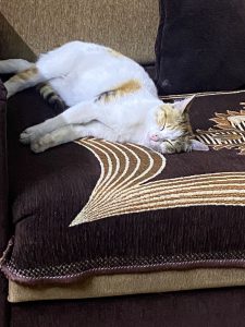 9364e54c-edc6-4065-91c2-4a84f073397e