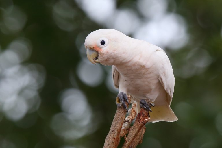 الكوكاتو الصغير