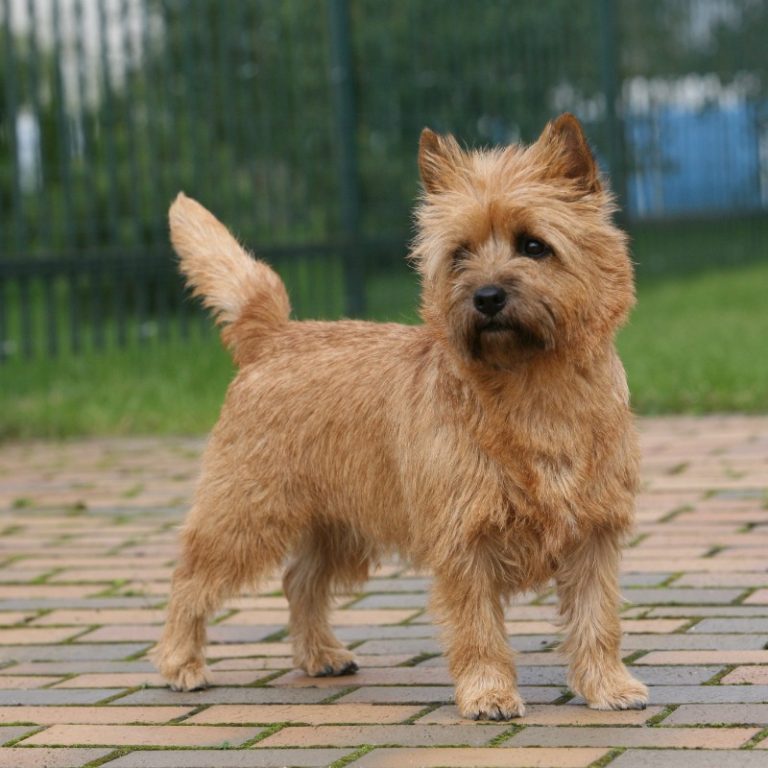 مسودة تلقائية