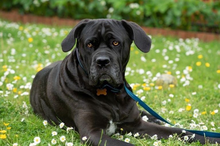 الكين كورسو