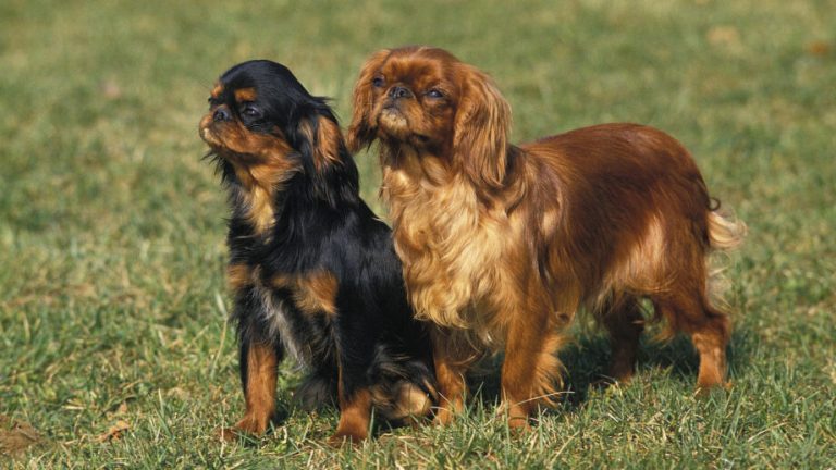 كلب فارس الملك شارل السبنيلي