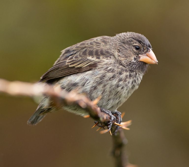الشرشوريات