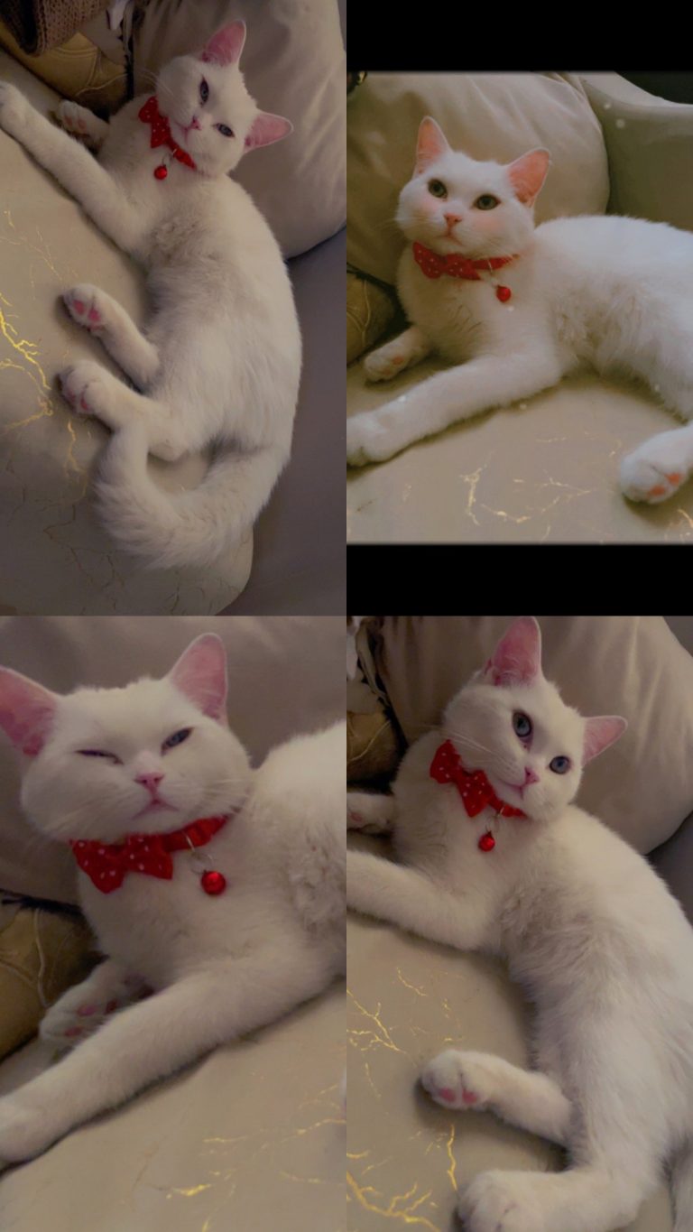 e5726fc7-b802-47df-9108-d5dcf240ba71