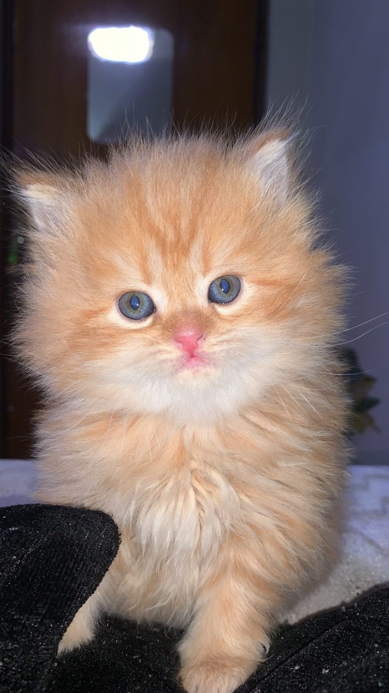 fedeac21-63dc-4f8d-ac3c-67e1daaef096-1