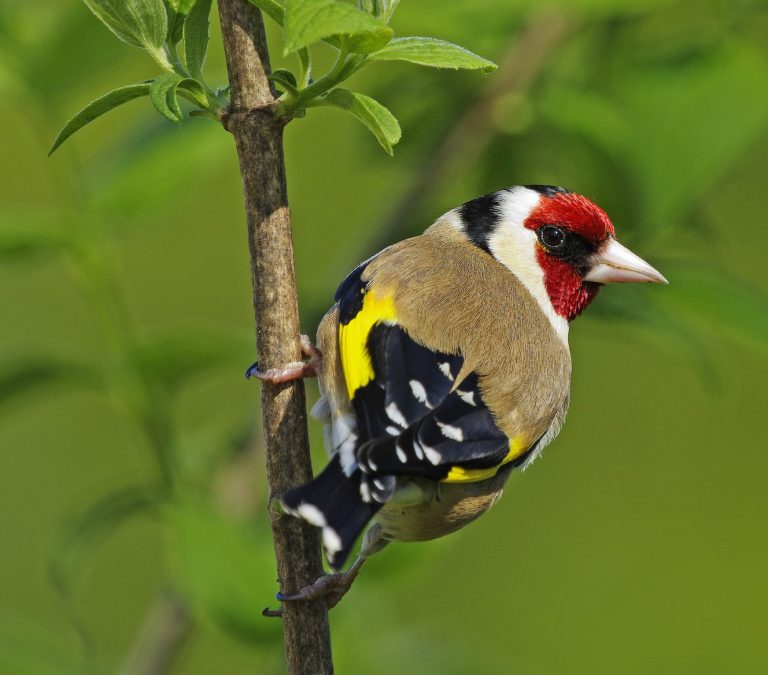 الشرشوريات