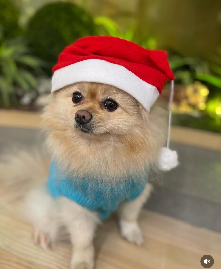 كلب فحل للتزاوج عمره ٣ سنين بغداد  العنوان البنوك 07739608007