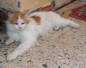 الحيوانات للبيع