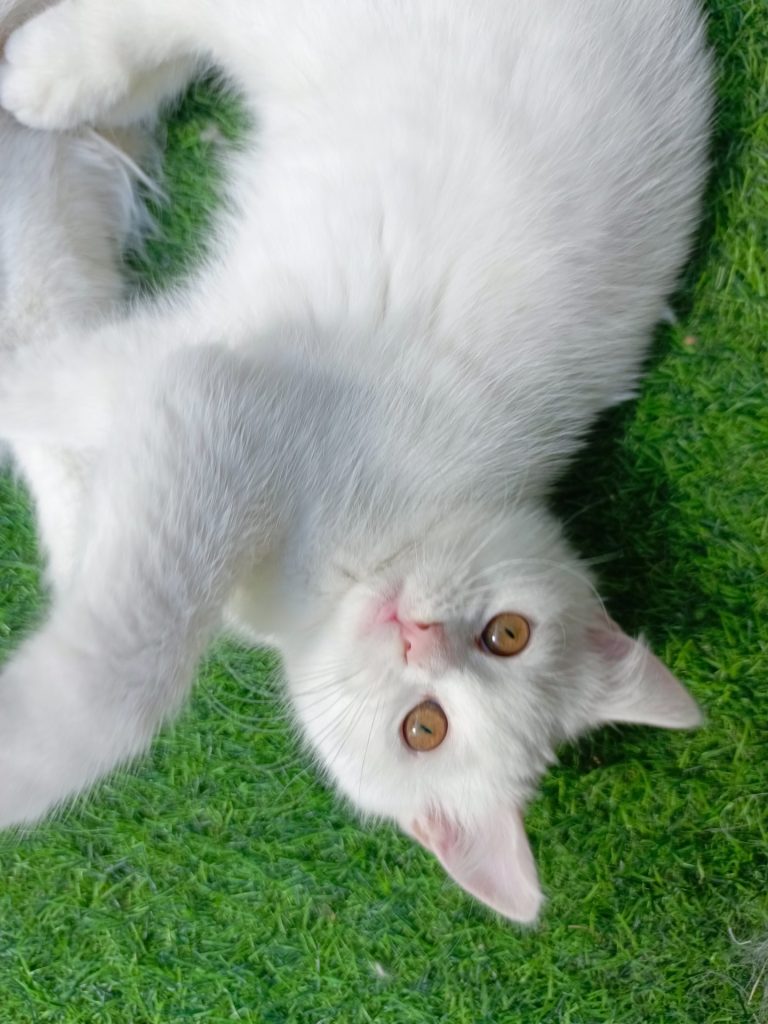 img-20250316-110901-378