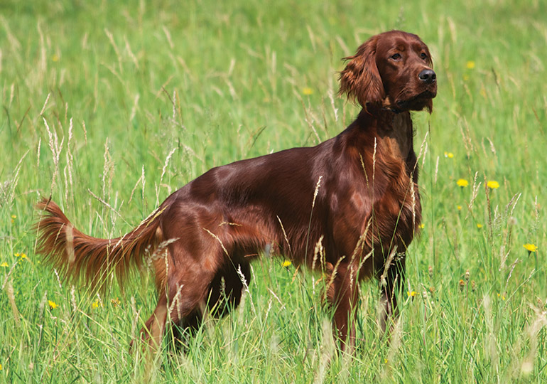 ستر الأيرلندي