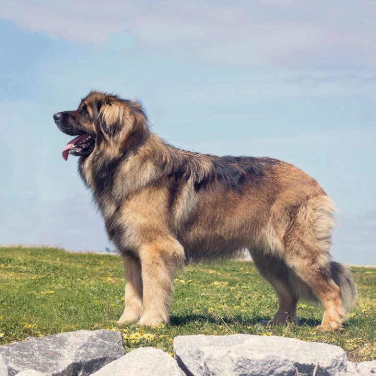 الكلب ليونبرغر