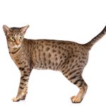 قط الأوسيكات