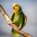 ببغاء الأمازون أصفر الرأس