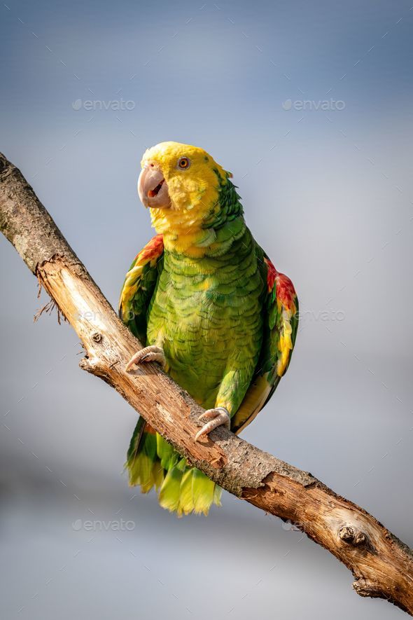 ببغاء الأمازون أصفر الرأس