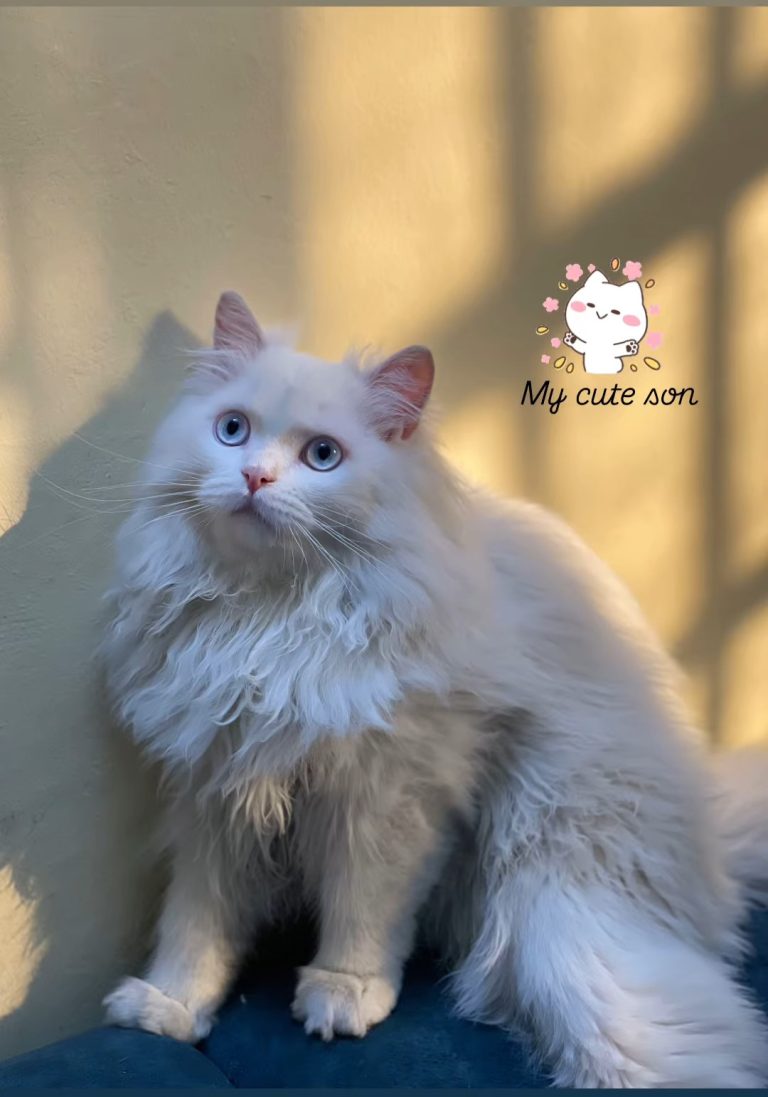 screenshot-٢٠٢٥٠٤١٨-٠٠٣٣٠٧-instagram