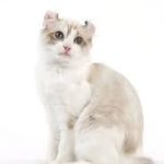الأمريكي ذو الأذن الملتفّة