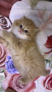 att.wn0aeftnj91ovmnc7bq34yd1-laxjmr0c-xbhlehita-1