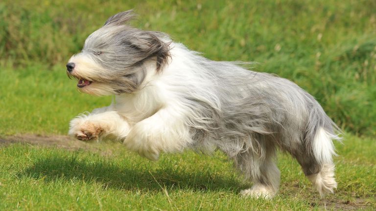 الكولي الملتحي