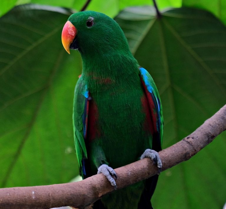 اكليكتوس المولوي