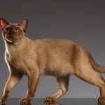 القط البورمي