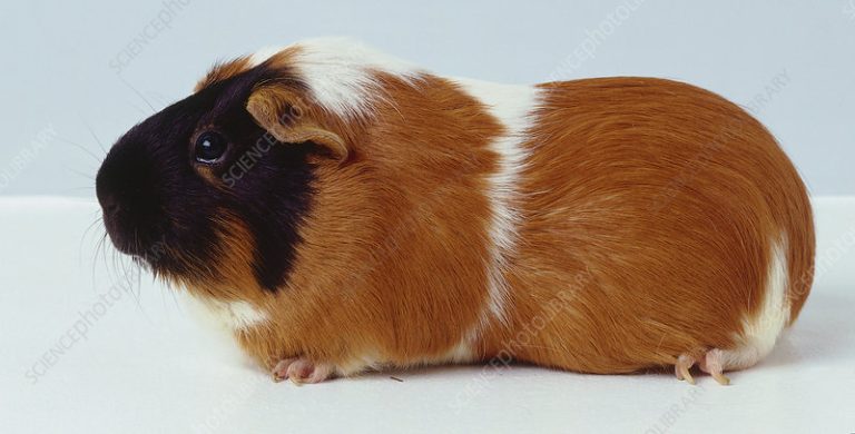 الخنزير الغيني