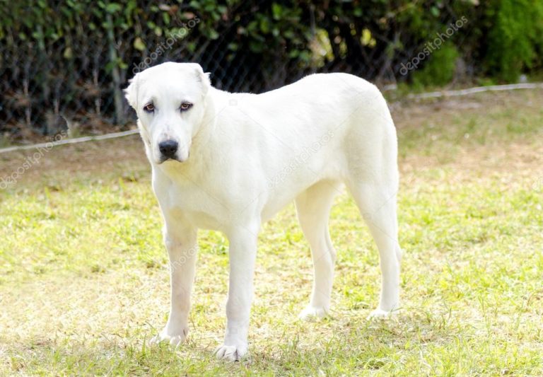 كلب الراعي الاسيوي الاوسط