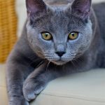 قط الشارتروه