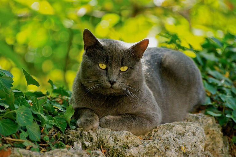 قط الشارتروه