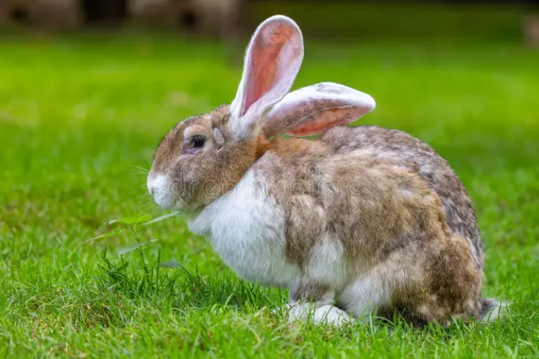 الأرنب الفلمنكي الضخم